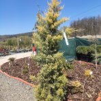 Cypruštek arizónsky (Cupressus arizonica) ´FASTIGIATA AUREA´ (-13°C)  - výška 150-175cm, kont. C18L